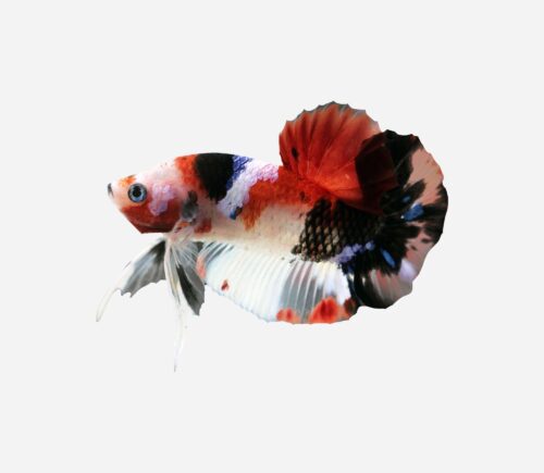 Betta plakat halfmoon koi surtido (macho)