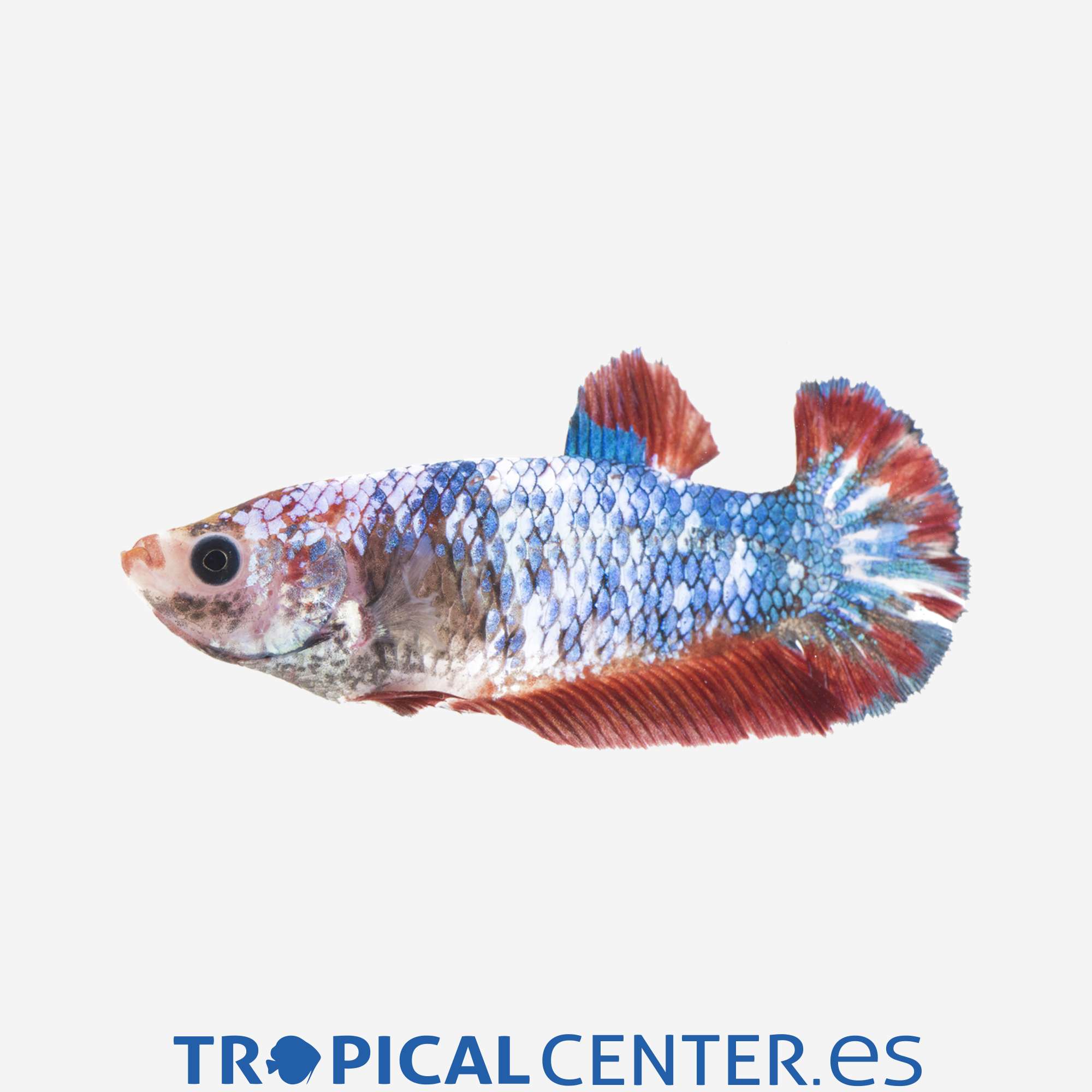 an342-0-betta-plakat-surtida-hembra_general_3331.jpg an342-0-betta-plakat-surtida-hembra_general_3331.jpg