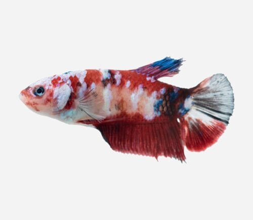 Betta Plakat halfmoon Fancy (hembra)