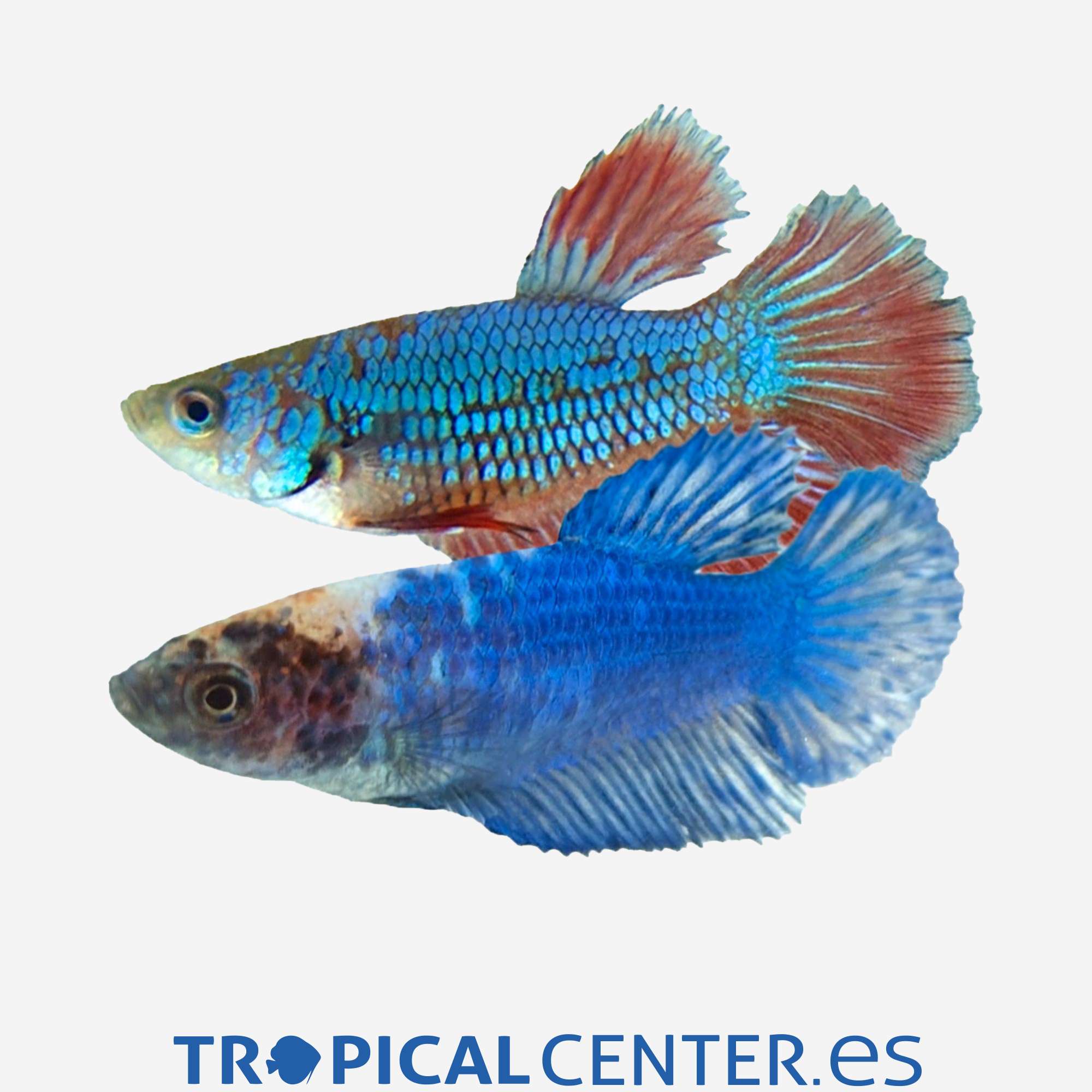 an363-0-betta-superdelta-surtido-hembra_general_4435.jpg an363-0-betta-superdelta-surtido-hembra_general_4435.jpg