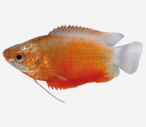 Colisa chuna Roja