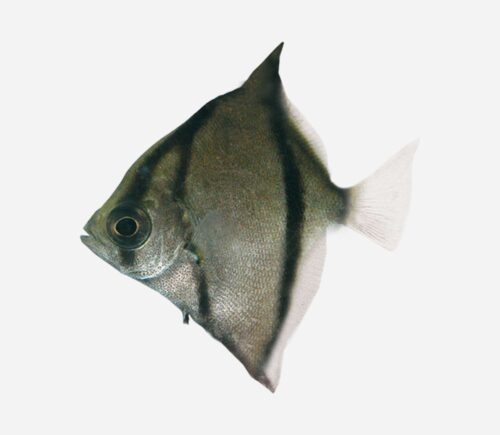 Monodactylus sebae