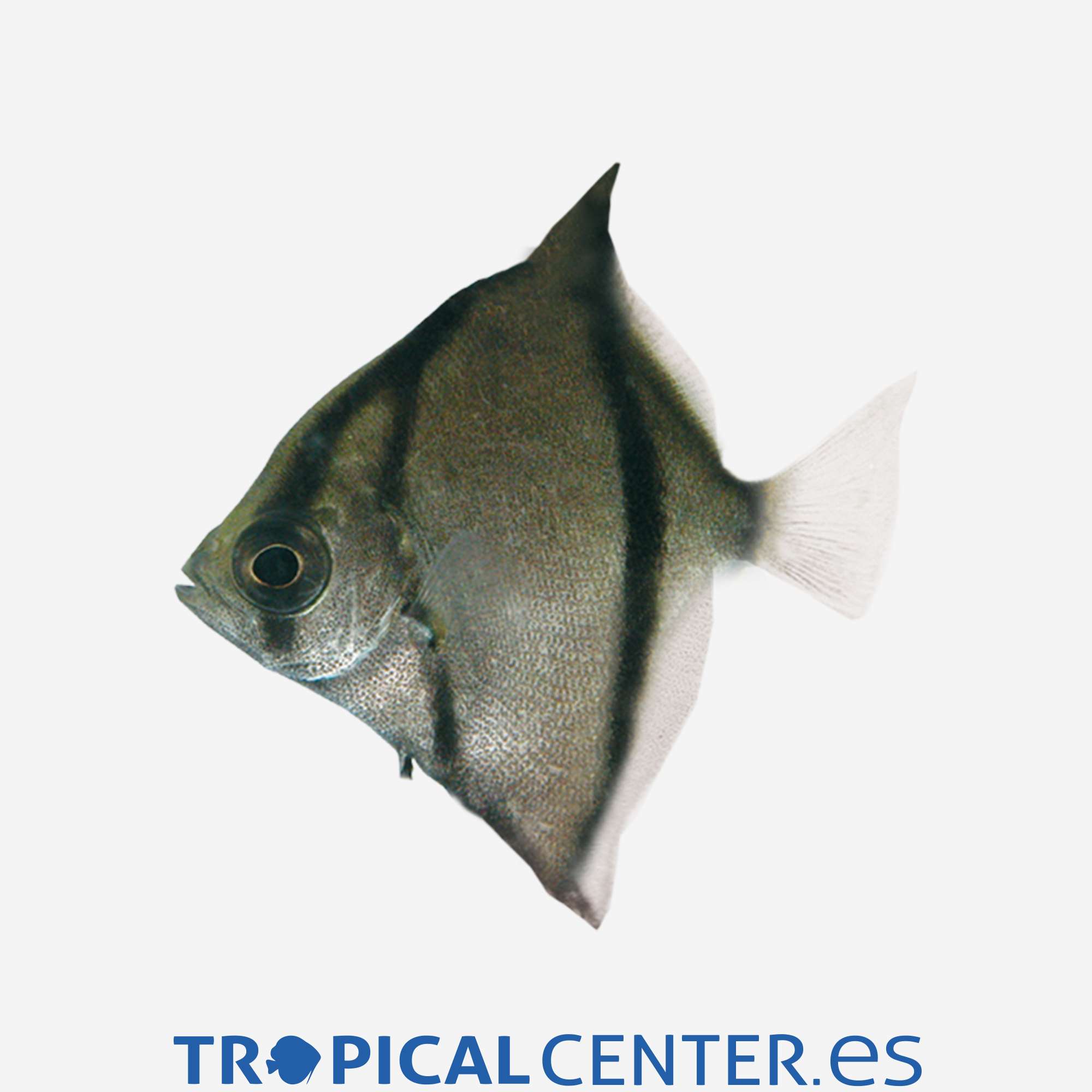 as14-00-monodactylus-sebae_general_3337.jpg as14-00-monodactylus-sebae_general_3337.jpg