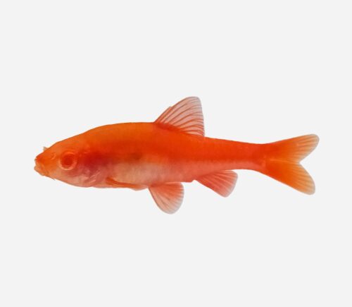 Barbo cereza Albino