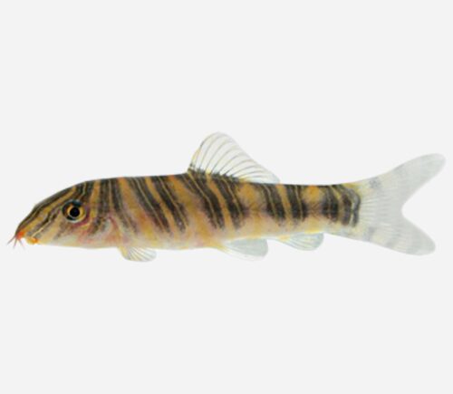 Botia striata