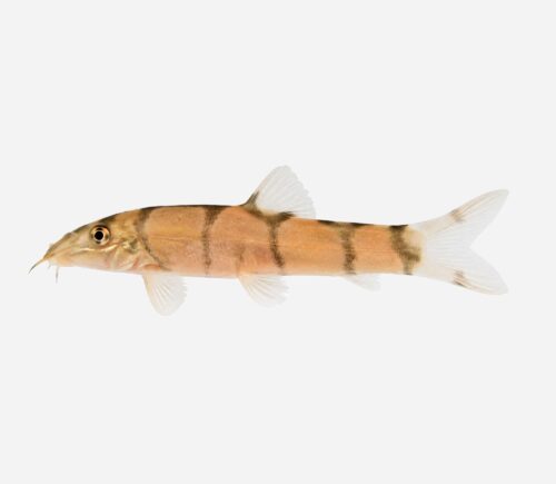 Botia loachata