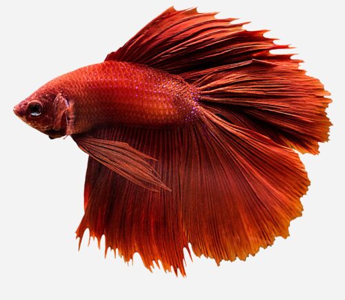 Betta Halfmoon doble cola (macho)