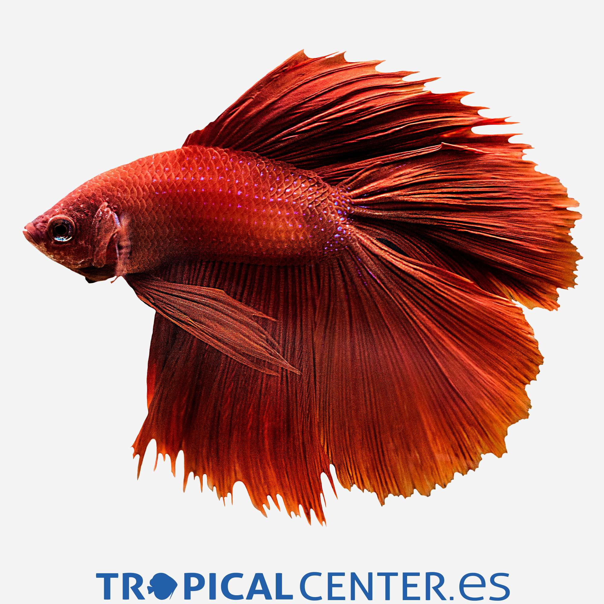 bt155-6-betta-halfmoon-doble-cola-macho_general_4114.jpg bt155-6-betta-halfmoon-doble-cola-macho_general_4114.jpg