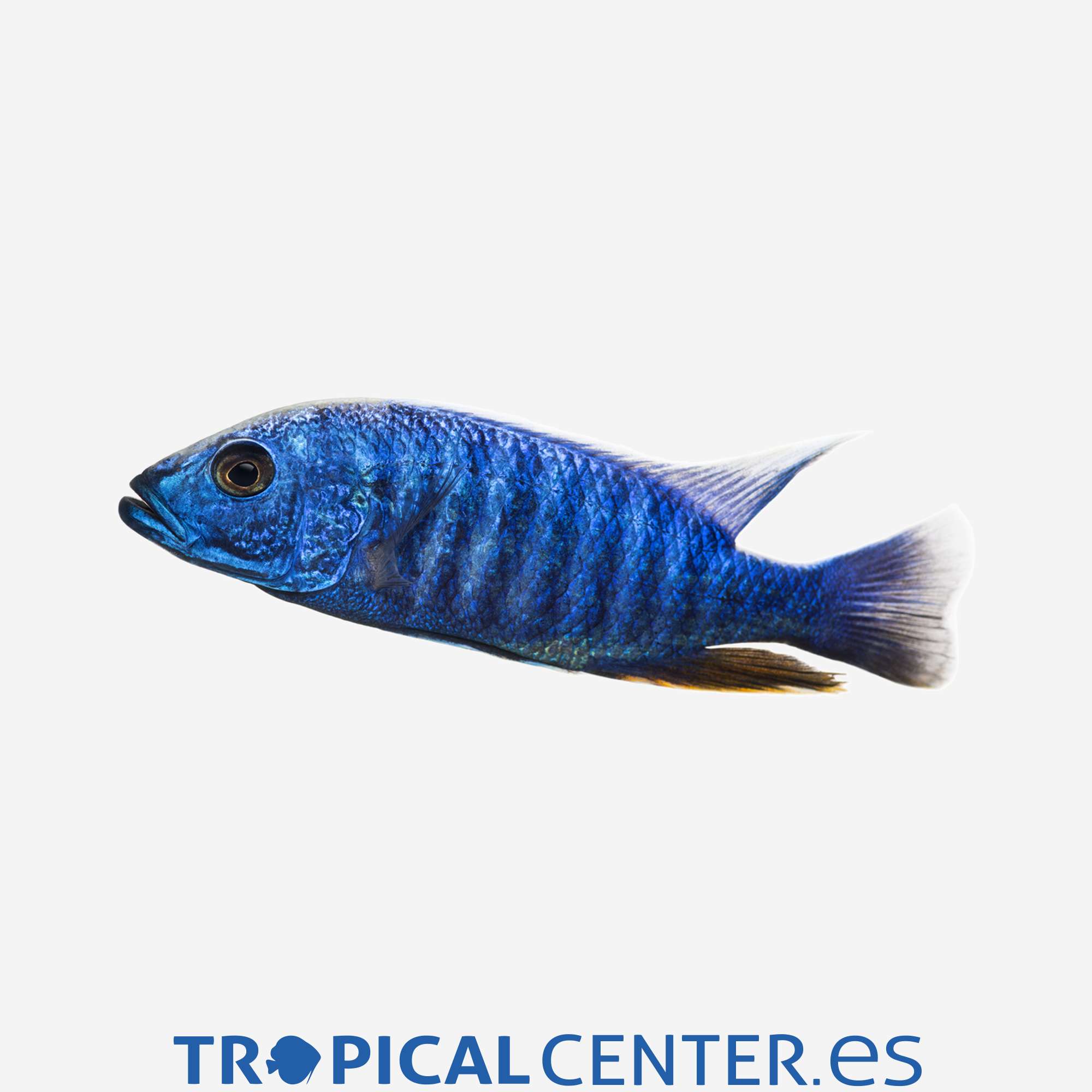 ca105-6-haplochromis-ahli_general_3408.jpg ca105-6-haplochromis-ahli_general_3408.jpg