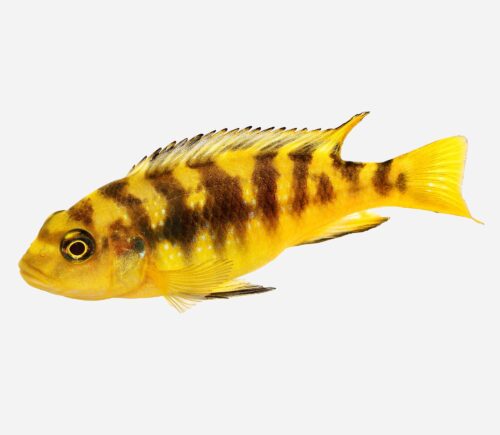 Pseudotropheus crabro