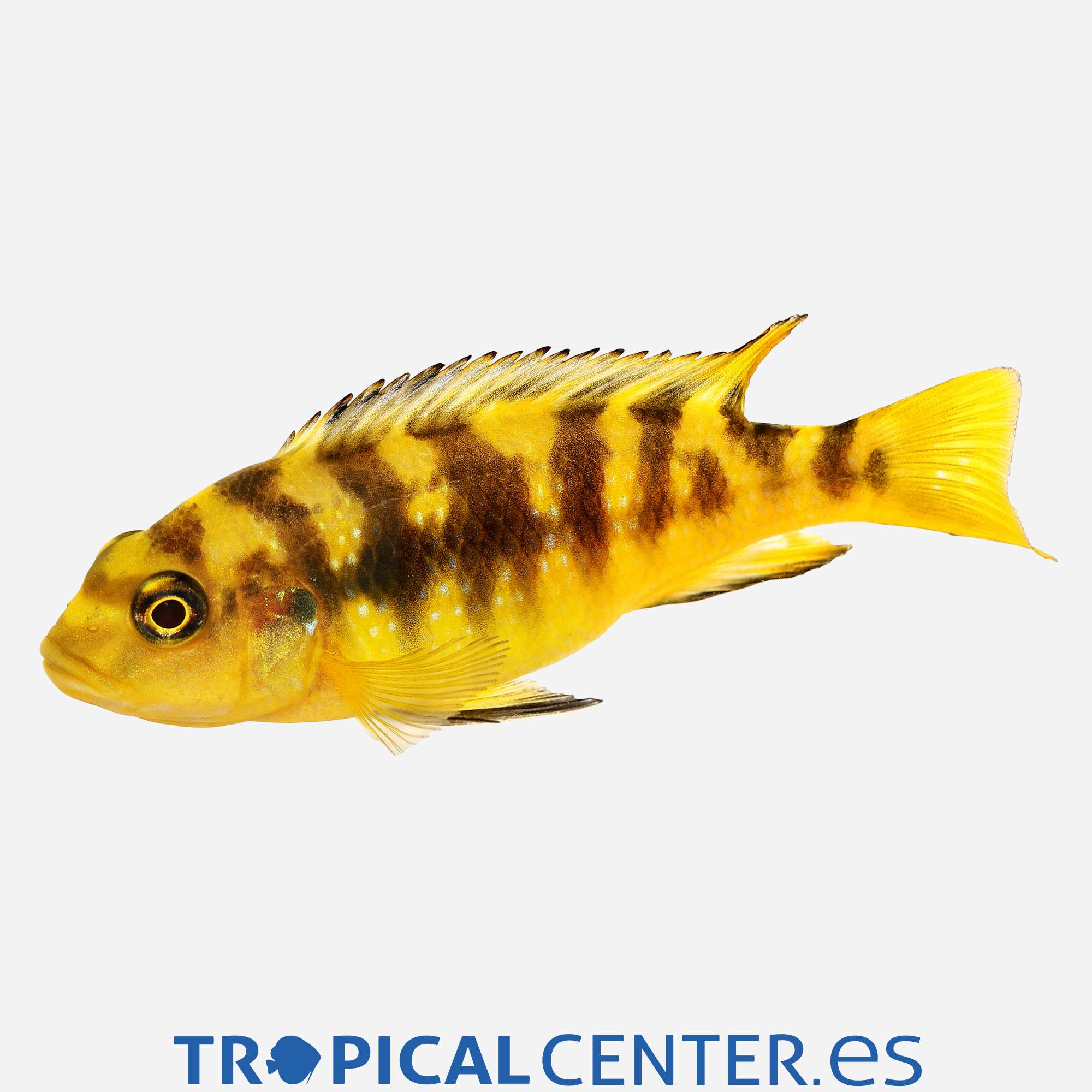 ca120-2-pseudotropheus-crabro_general_5360.jpg ca120-2-pseudotropheus-crabro_general_5360.jpg