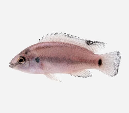 Hemichromis exsul