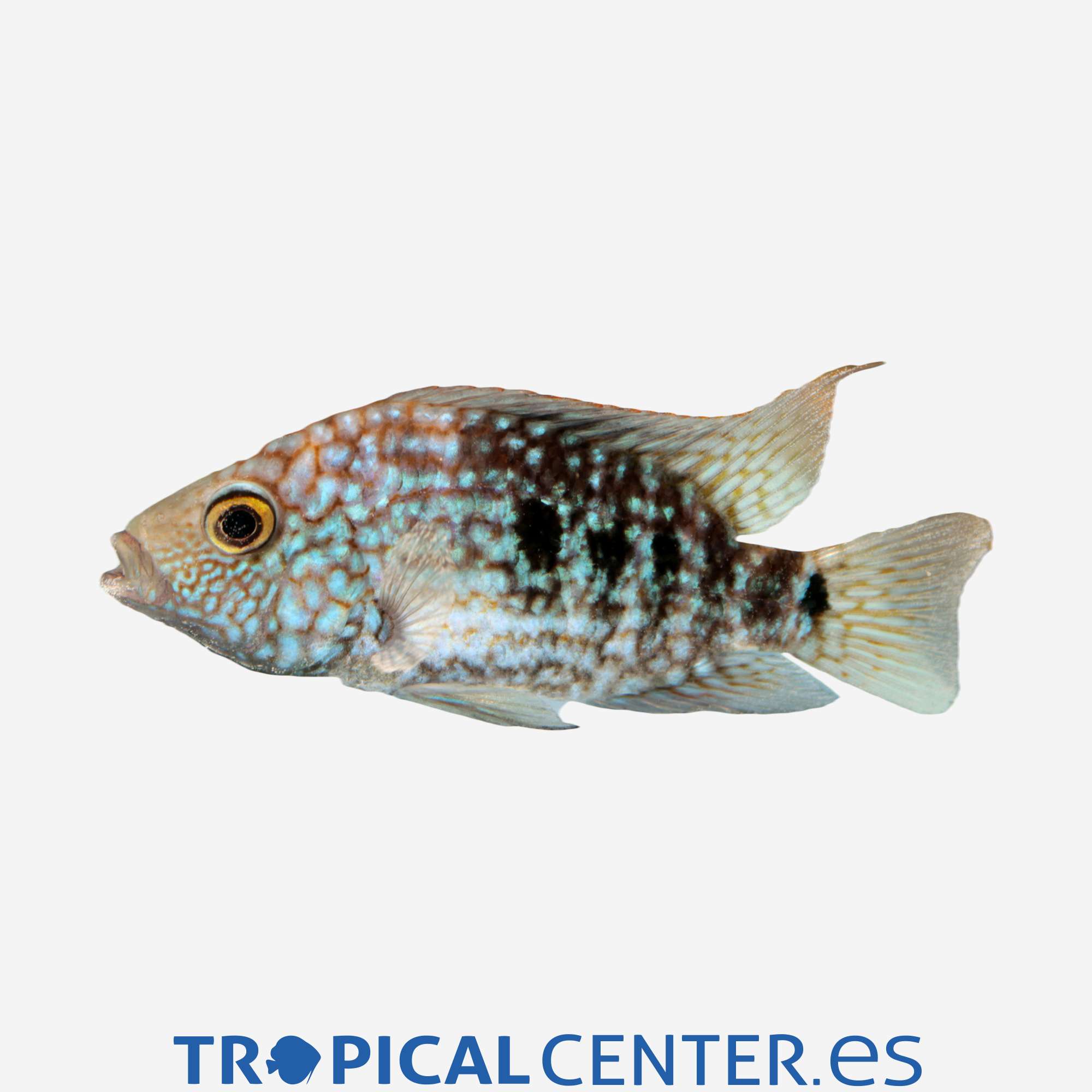 cm118-2-ciclido-de-texas-carpintis-hqf_general_4246.jpg