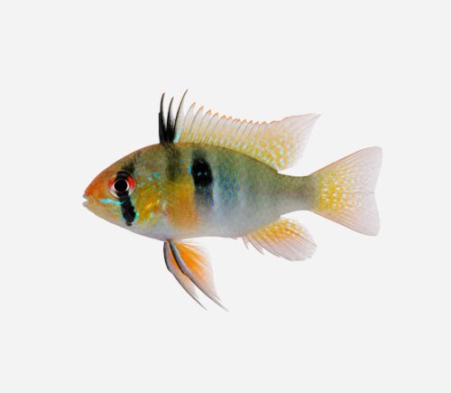 Ramirezi