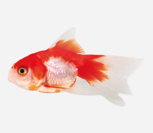 Fantail Rojo y blanco