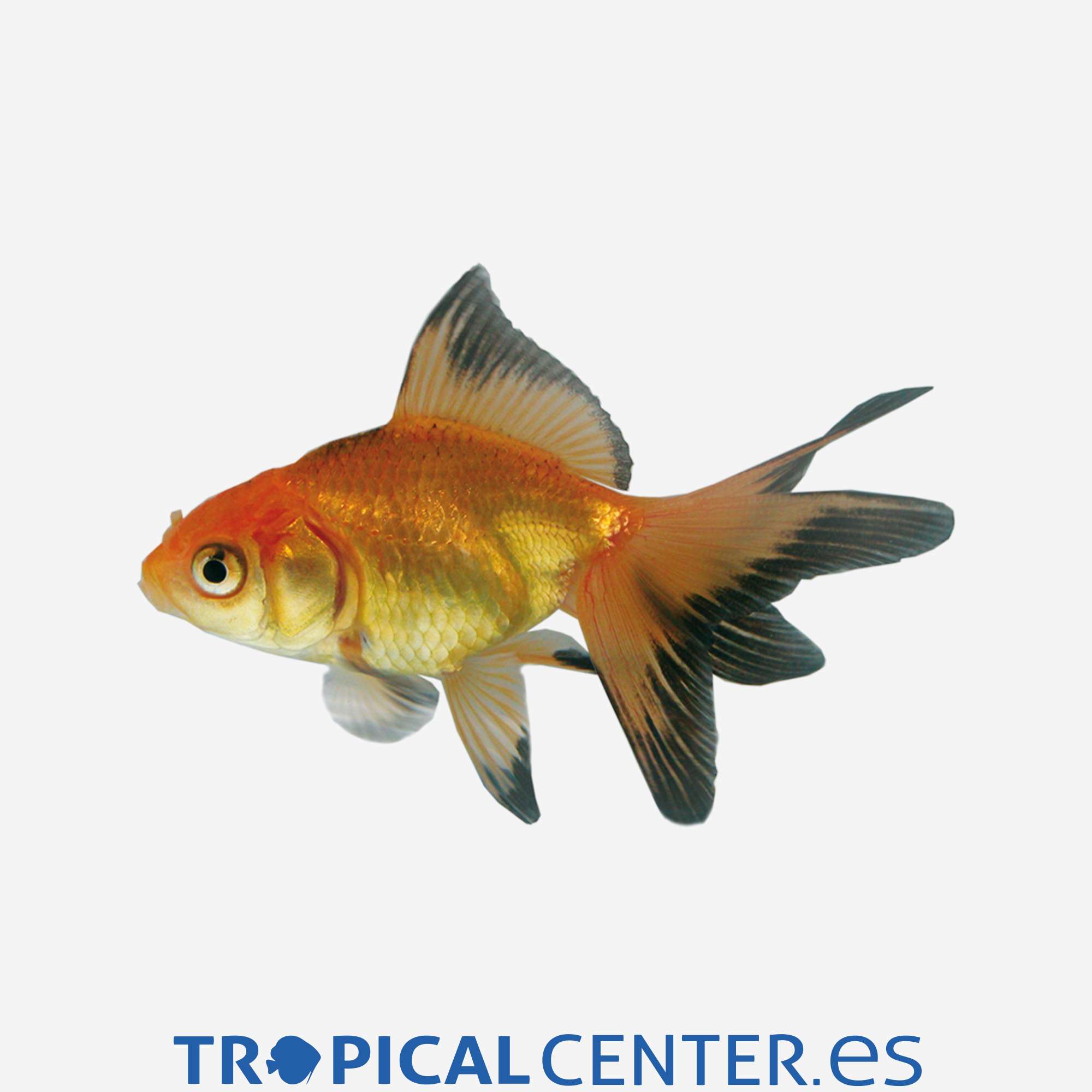 cs010-2-fantail-rojo-y-negro_general_4133.jpg