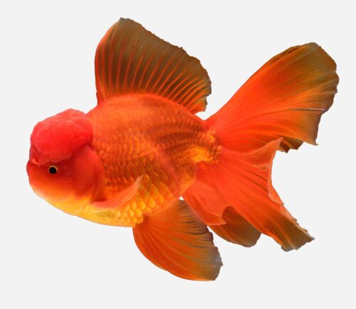 Oranda Rojo