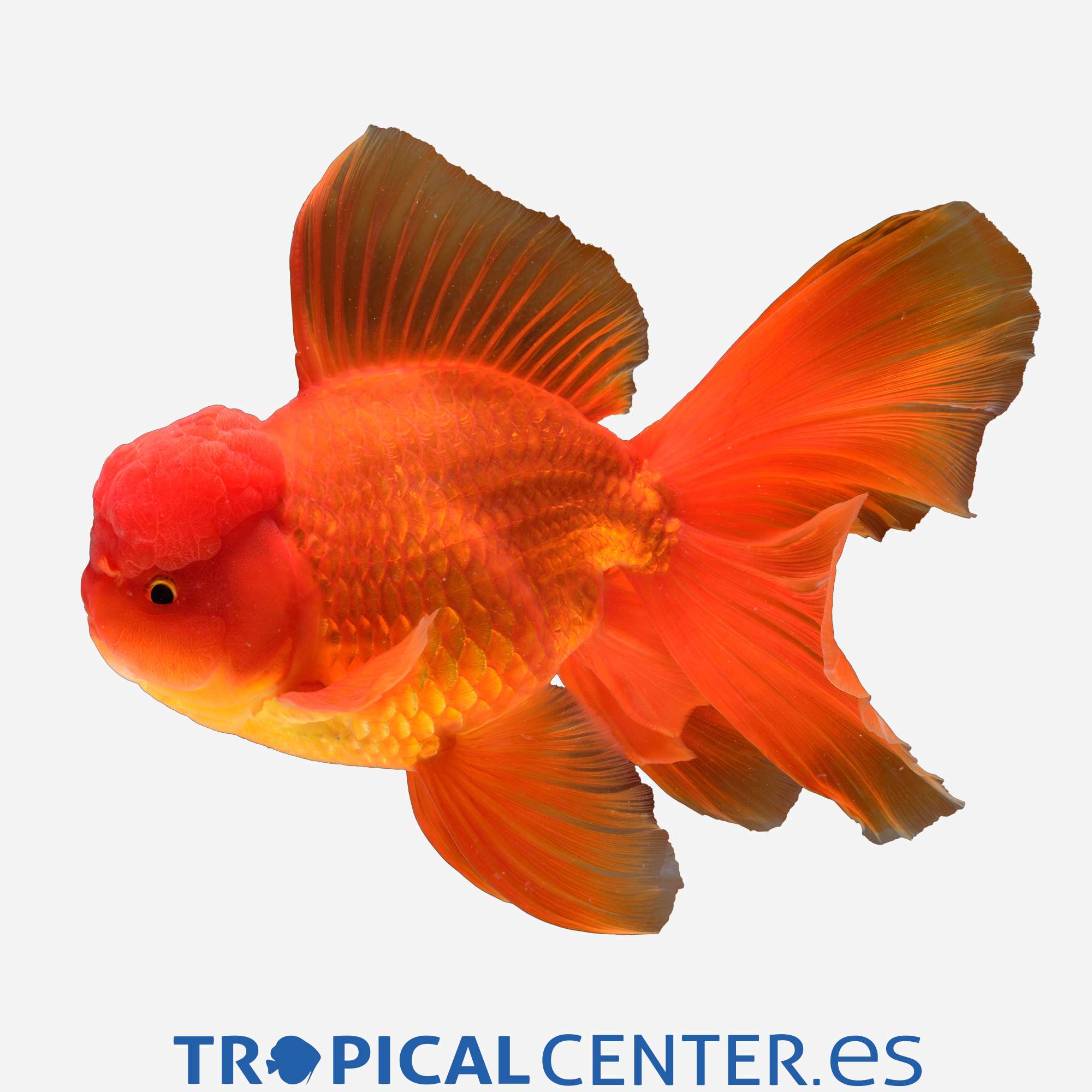cs30-03-oranda-rojo_general_4285.jpg cs30-03-oranda-rojo_general_4285.jpg
