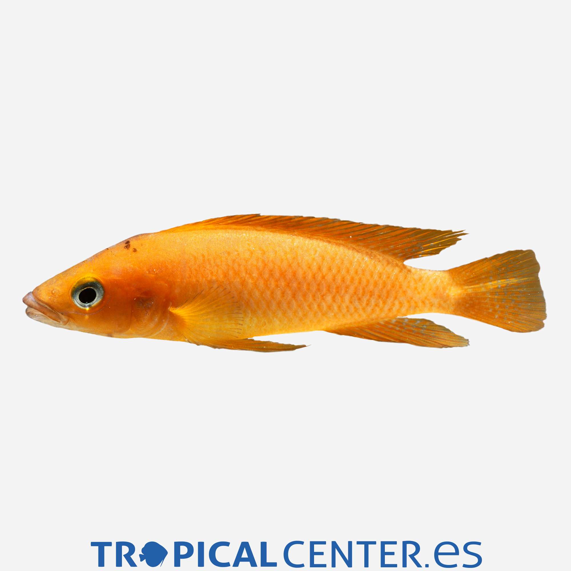 ct34-3-lamprologus-leleupi-orange-hqf_cambiar_5084.jpg ct34-3-lamprologus-leleupi-orange-hqf_cambiar_5084.jpg
