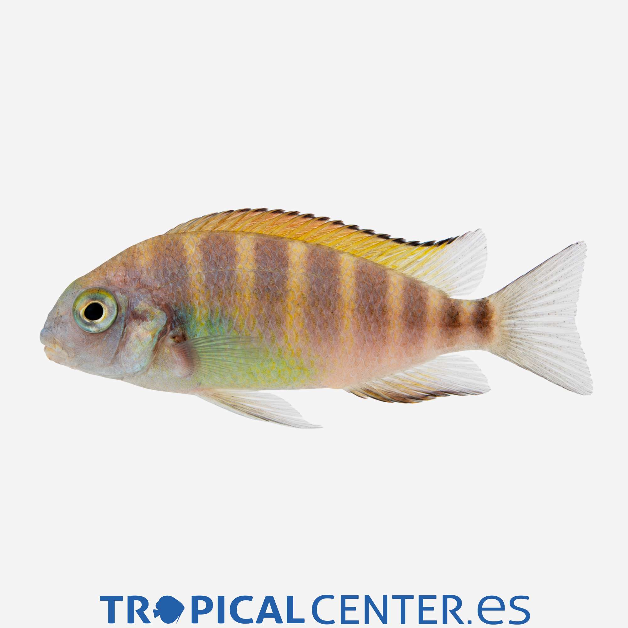 ct45-0-tropheus-moori-banda-roja_general_5953.jpg ct45-0-tropheus-moori-banda-roja_general_5953.jpg