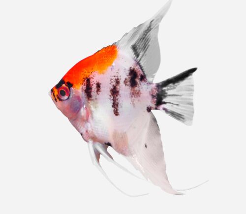 Escalar Koi rojo