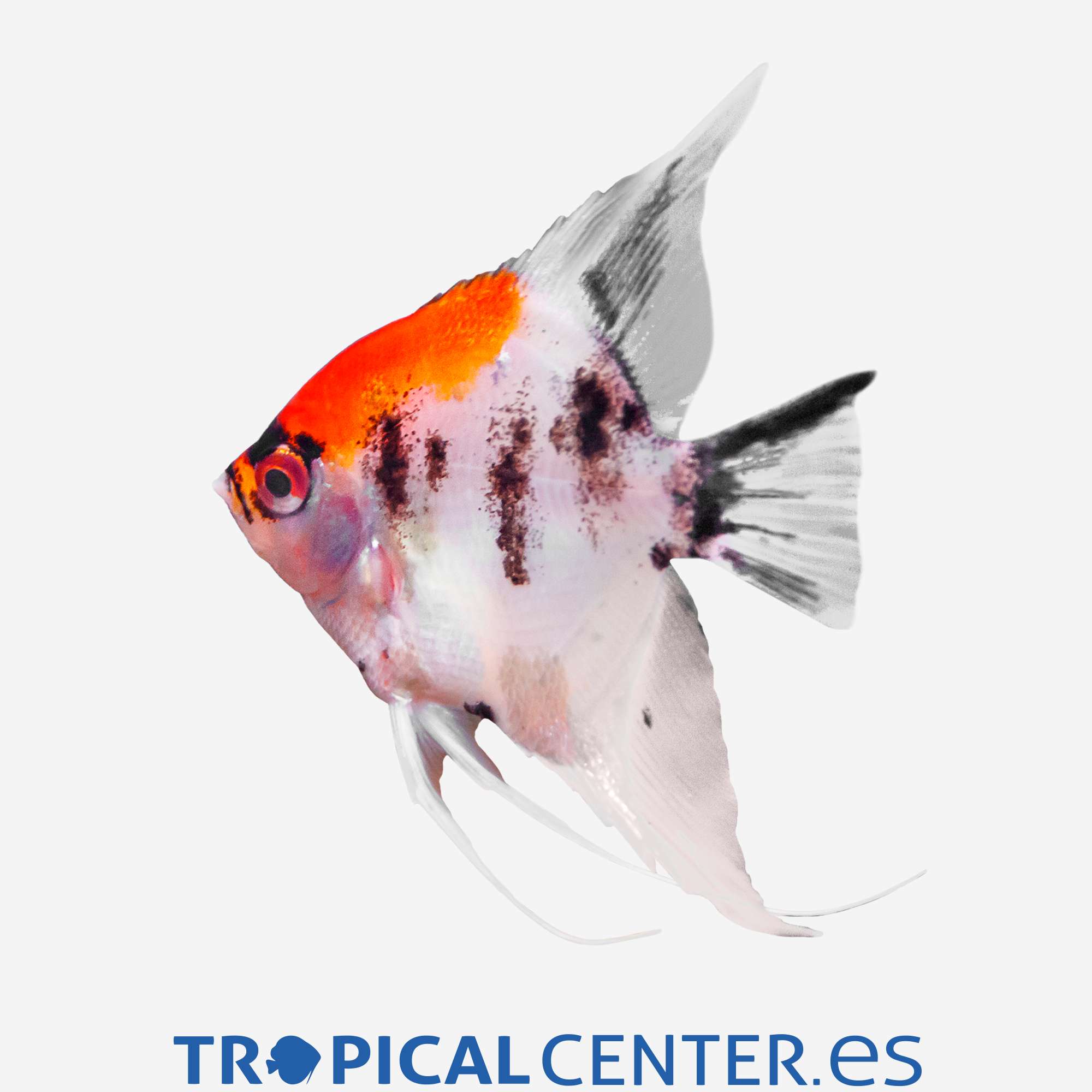 es107-2-escalar-koi-rojo_general_5286.jpg es107-2-escalar-koi-rojo_general_5286.jpg