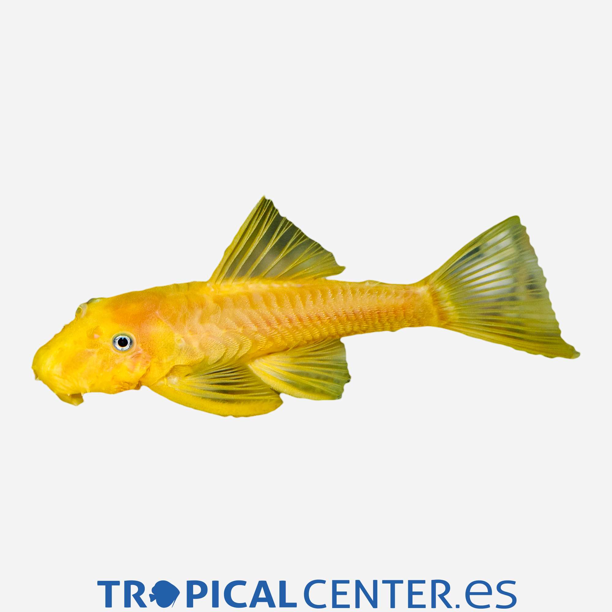 gc02-0-ancistrus-oro-hqf_general_4415.jpg gc02-0-ancistrus-oro-hqf_general_4415.jpg