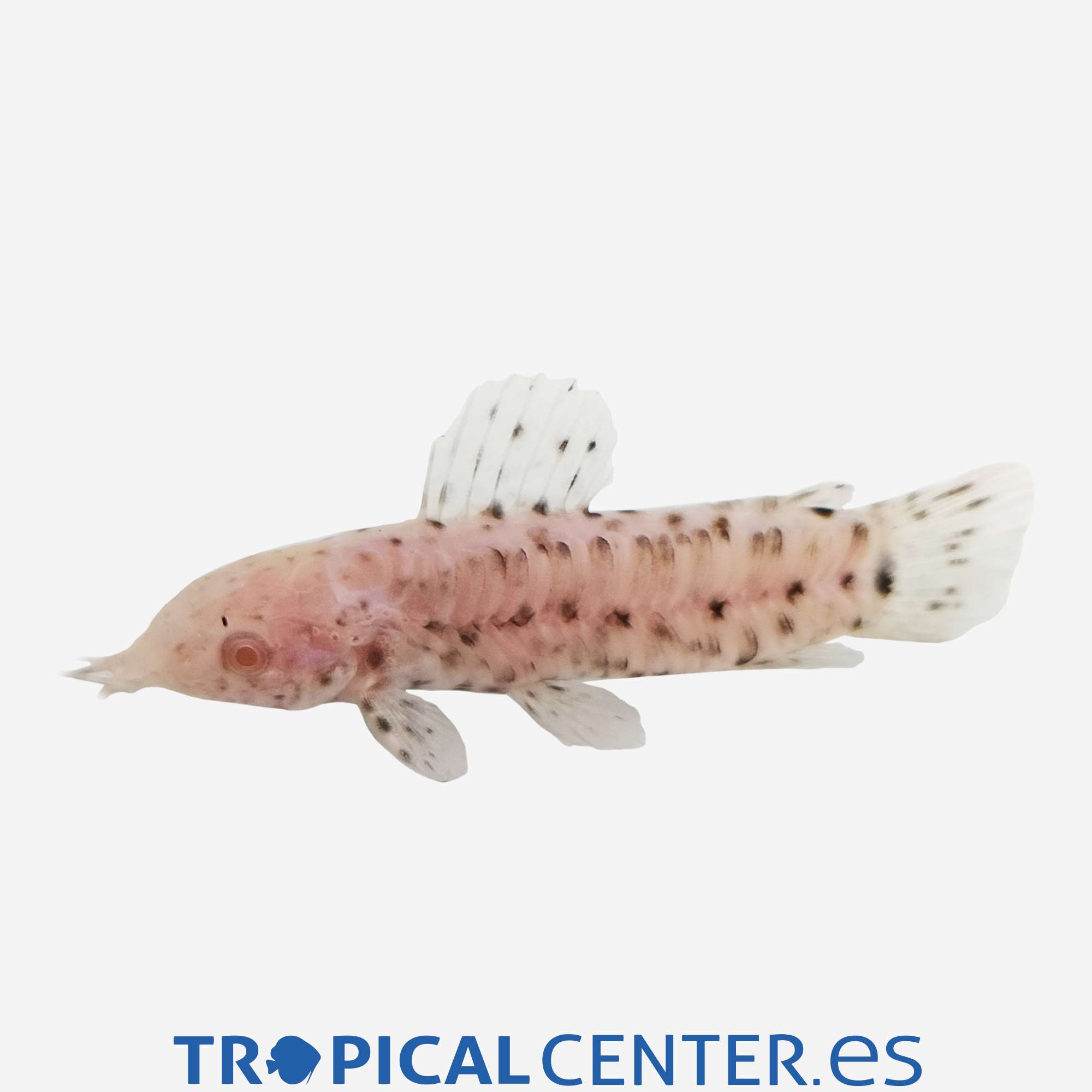 gc124-2-pez-gato-acorazado-albino_general_5489.jpg