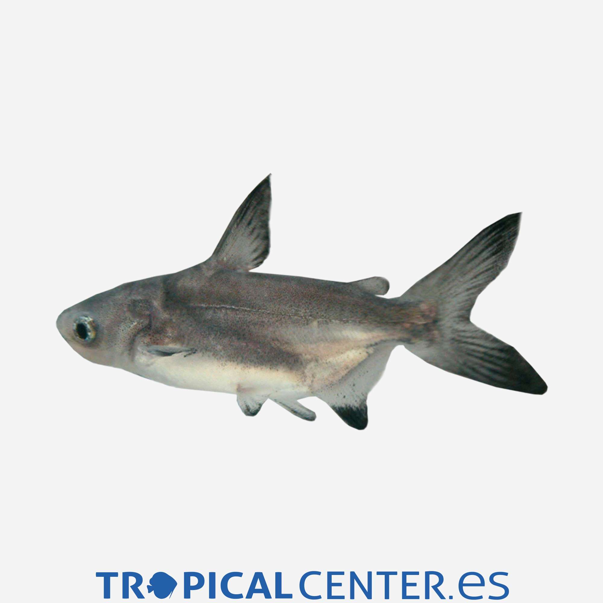gc26-1-pangasius-velo_general_4642.jpg