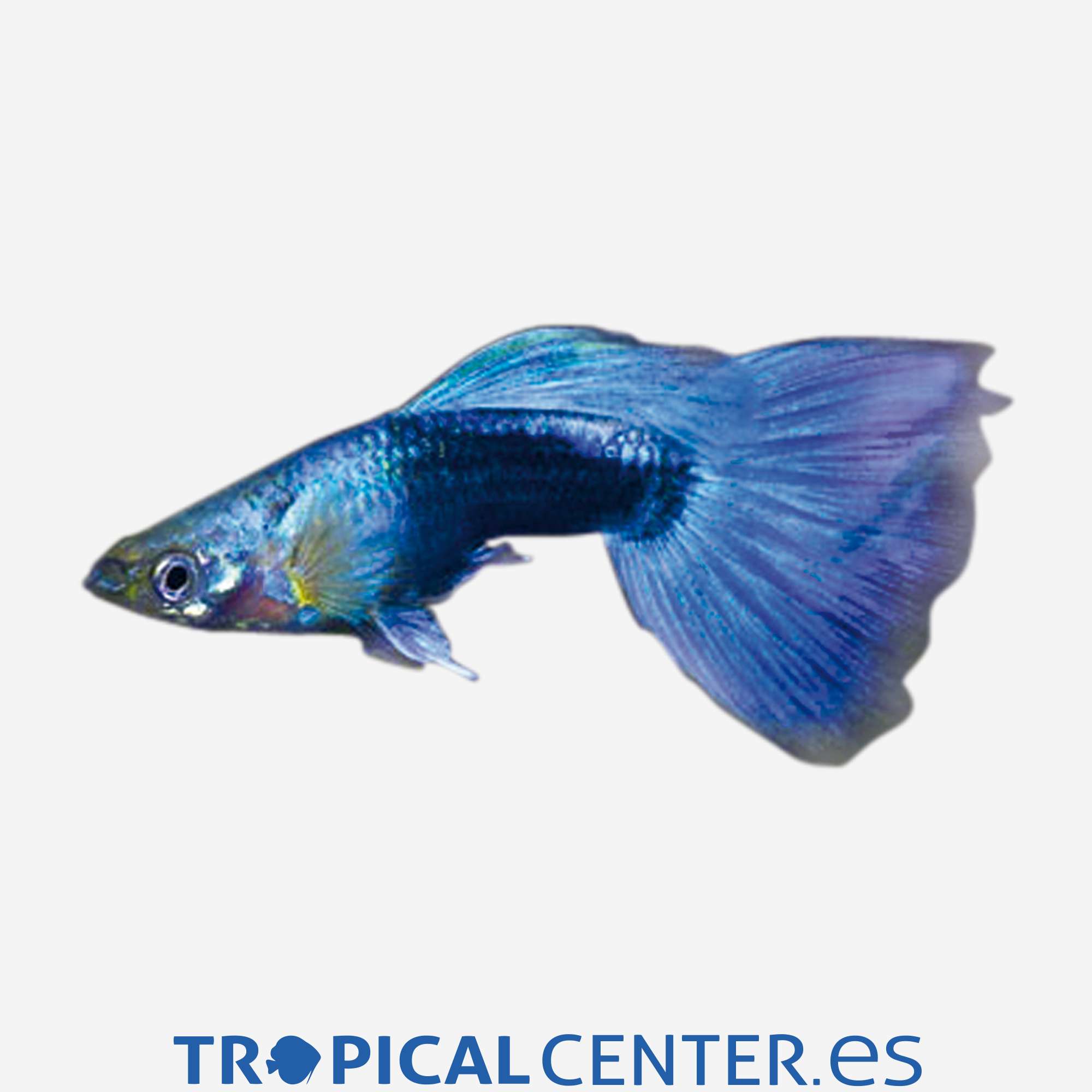 gu238-1-guppy-neon-azul-hqf-macho_general_3658.jpg gu238-1-guppy-neon-azul-hqf-macho_general_3658.jpg