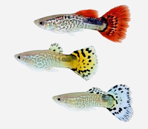 Guppy Piel de serpiente surtido (macho)