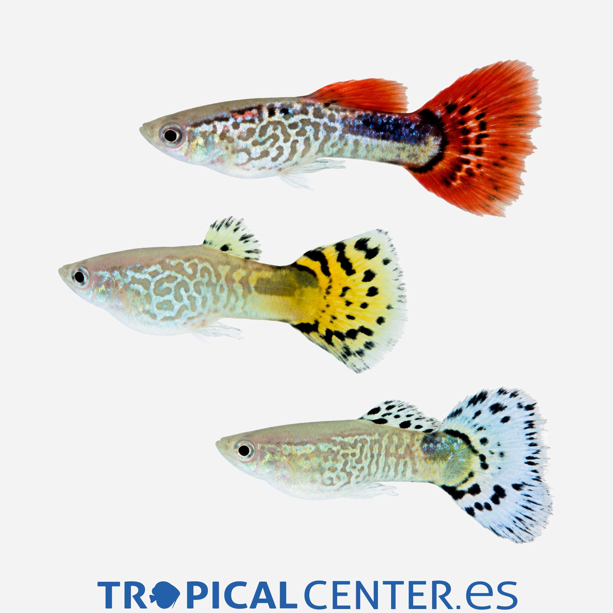 gu241-1-guppy-piel-de-serpiente-surtido-macho_general_5926.jpg gu241-1-guppy-piel-de-serpiente-surtido-macho_general_5926.jpg