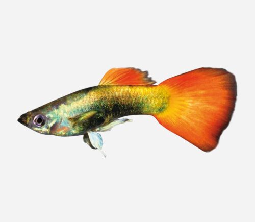 Guppy Llama tuxedo 💎HQF💎 (macho)