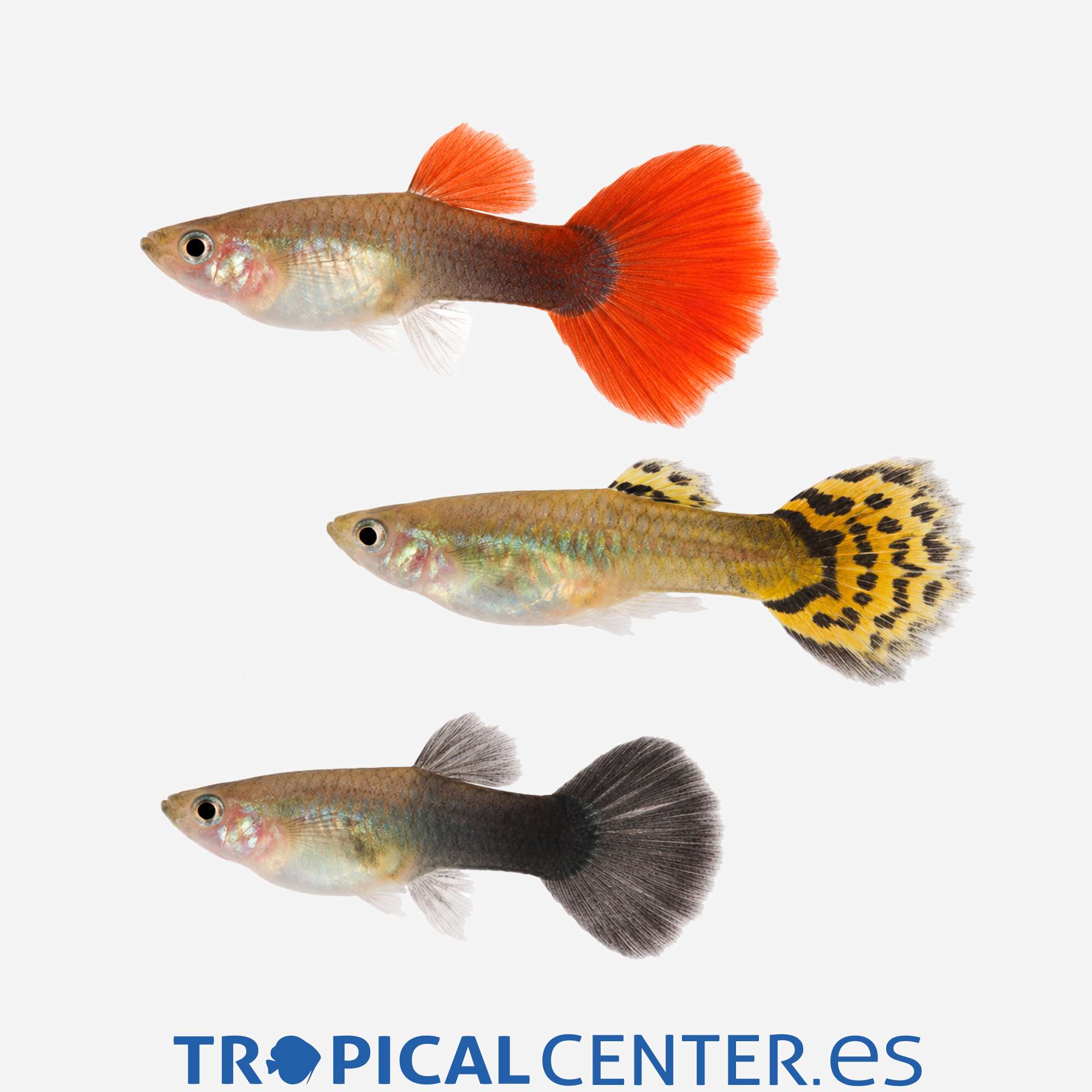 gu35-1-guppy-surtido-hqf-macho_general_5700.jpg gu35-1-guppy-surtido-hqf-macho_general_5700.jpg