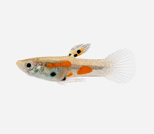 Guppy endler Calicó (macho)