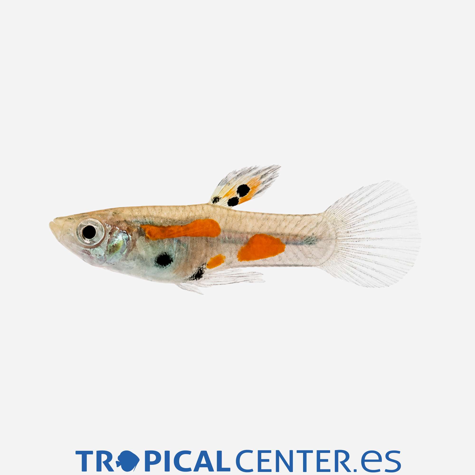 gu431-1-guppy-endler-calico-macho_general_5793.jpg gu431-1-guppy-endler-calico-macho_general_5793.jpg