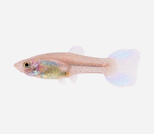 Guppy Lira Azul (hembra)