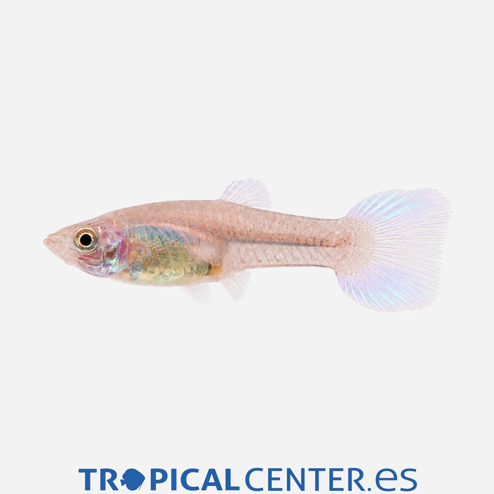 gu451-1-guppy-lira-azul-hembra_general_5894.jpg