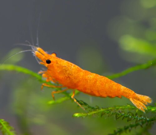 Gamba Naranja