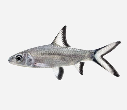 Tiburón bala