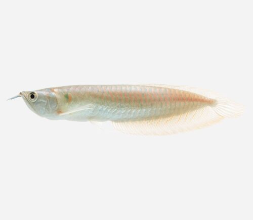 Arowana Plata
