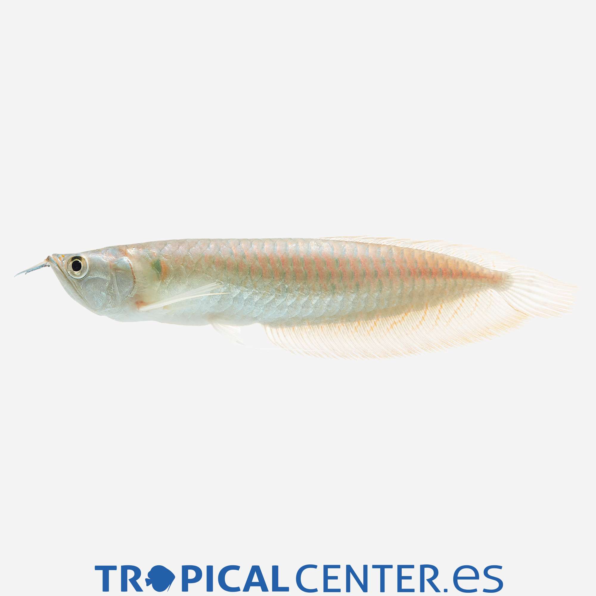 mi05-1-arowana-plata_general_5385.jpg