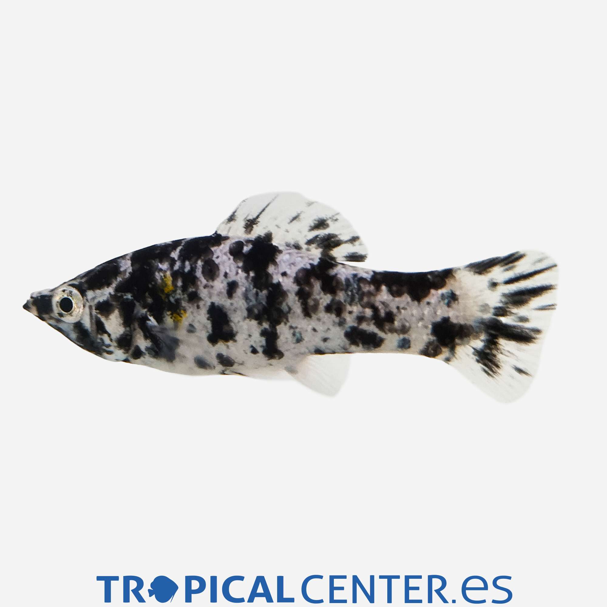 mo27-1-molly-velifera-dalmata_general_5522.jpg mo27-1-molly-velifera-dalmata_general_5522.jpg