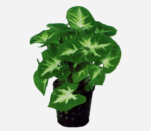 Syngonium podophyllum (pixie)