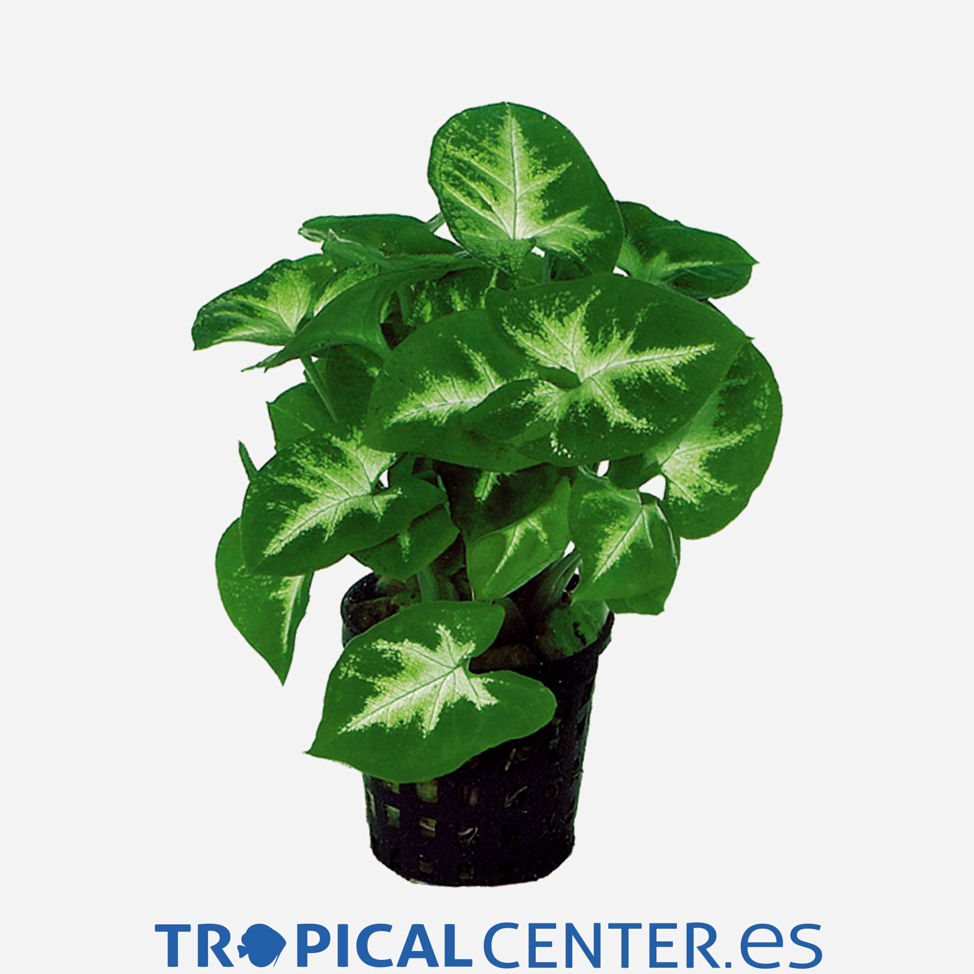 p145-syngonium-podophyllum-pixie_general_4789.jpg