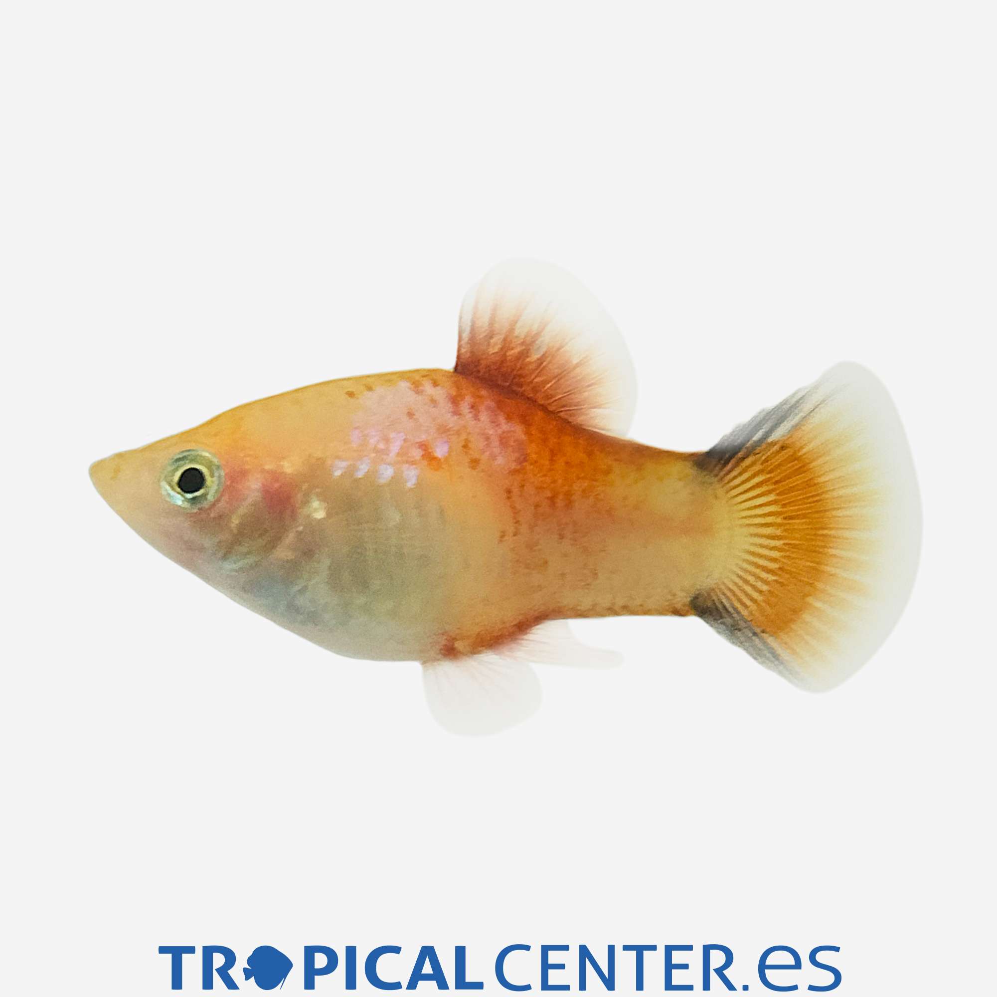 pl136-1-platy-coral-rojo-blanco-hqf_general_5337.jpg pl136-1-platy-coral-rojo-blanco-hqf_general_5337.jpg