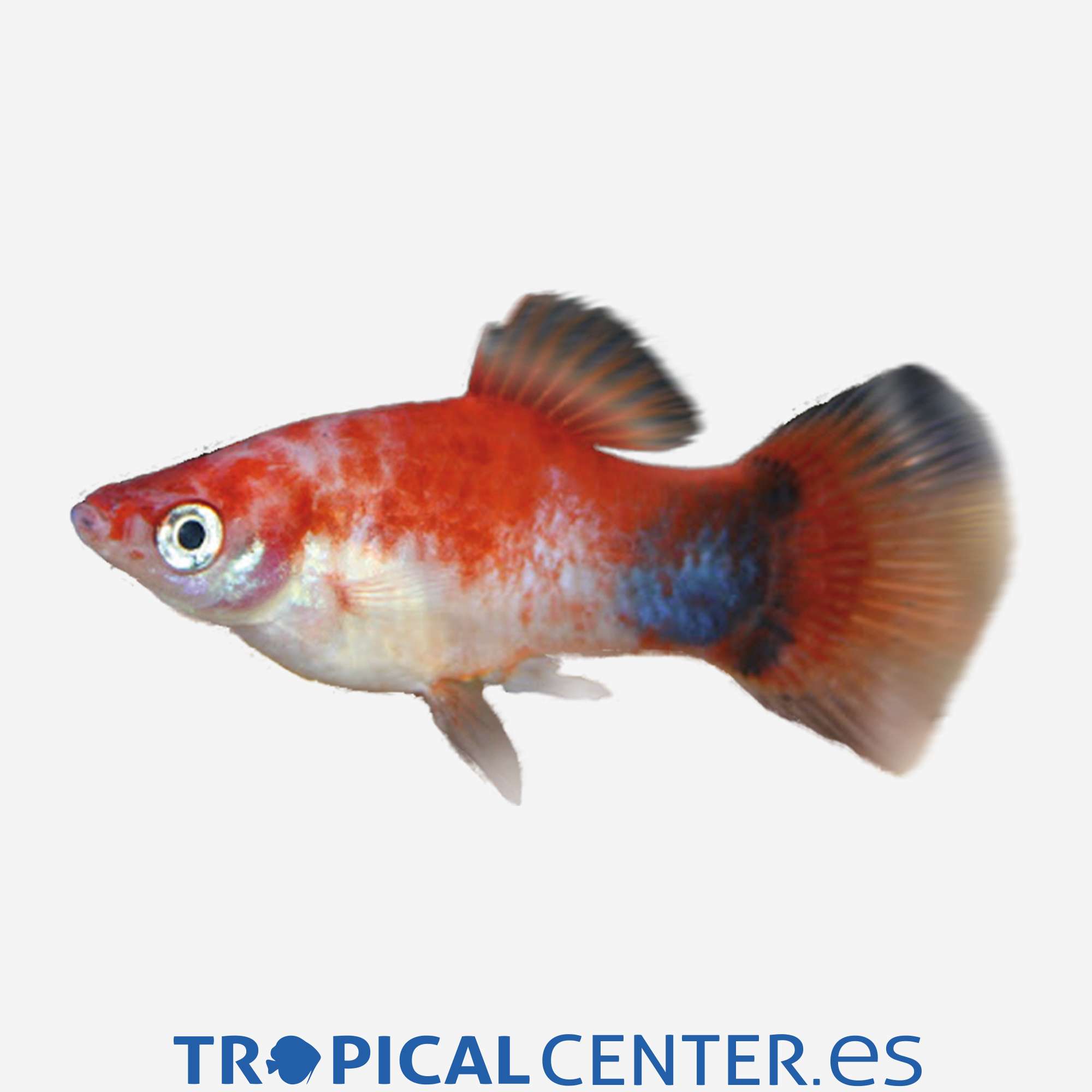 pl56-00-platy-amanecer-mickey_general_5220.jpg pl56-00-platy-amanecer-mickey_general_5220.jpg