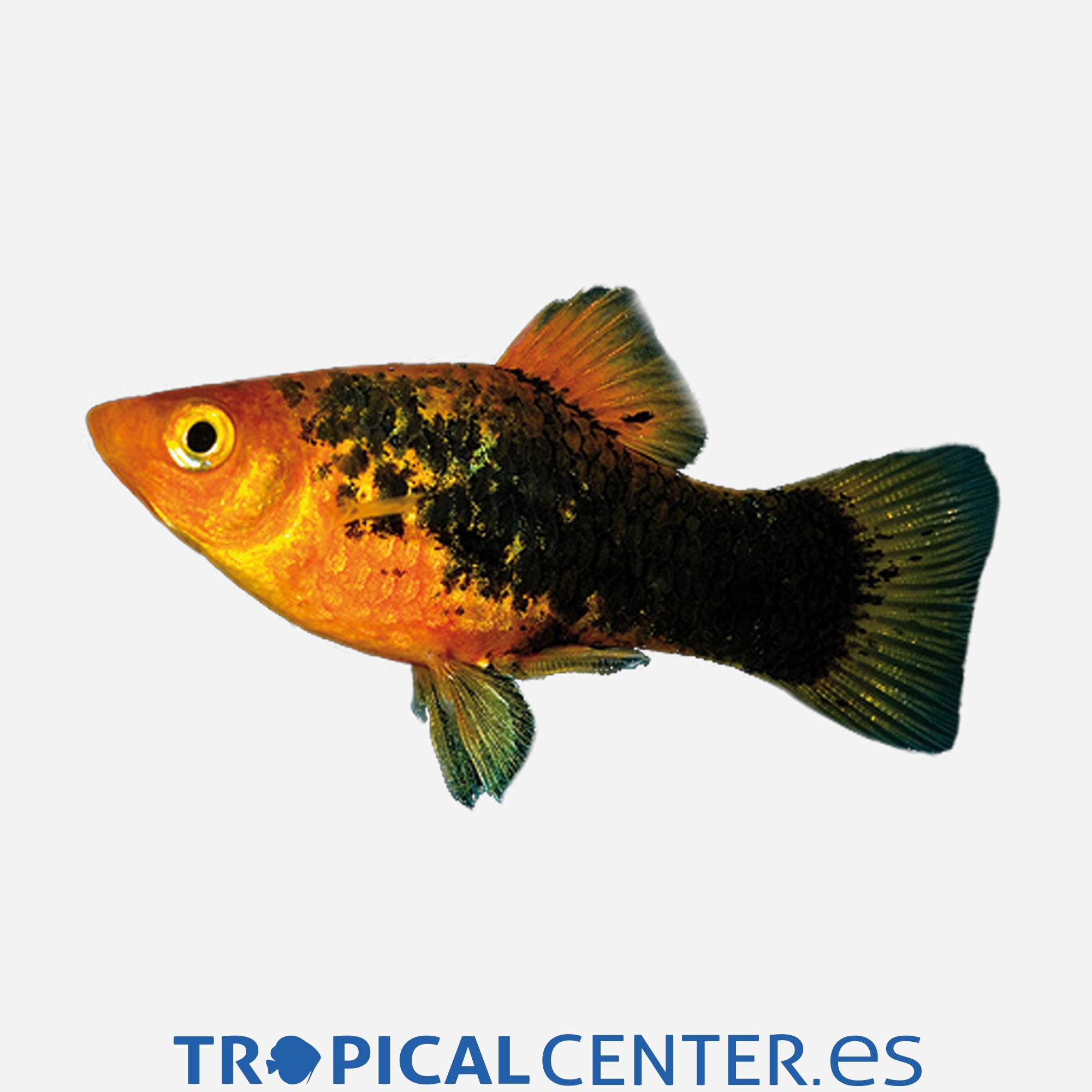 pl71-0-platy-variatus-calico_general_5074.jpg pl71-0-platy-variatus-calico_general_5074.jpg