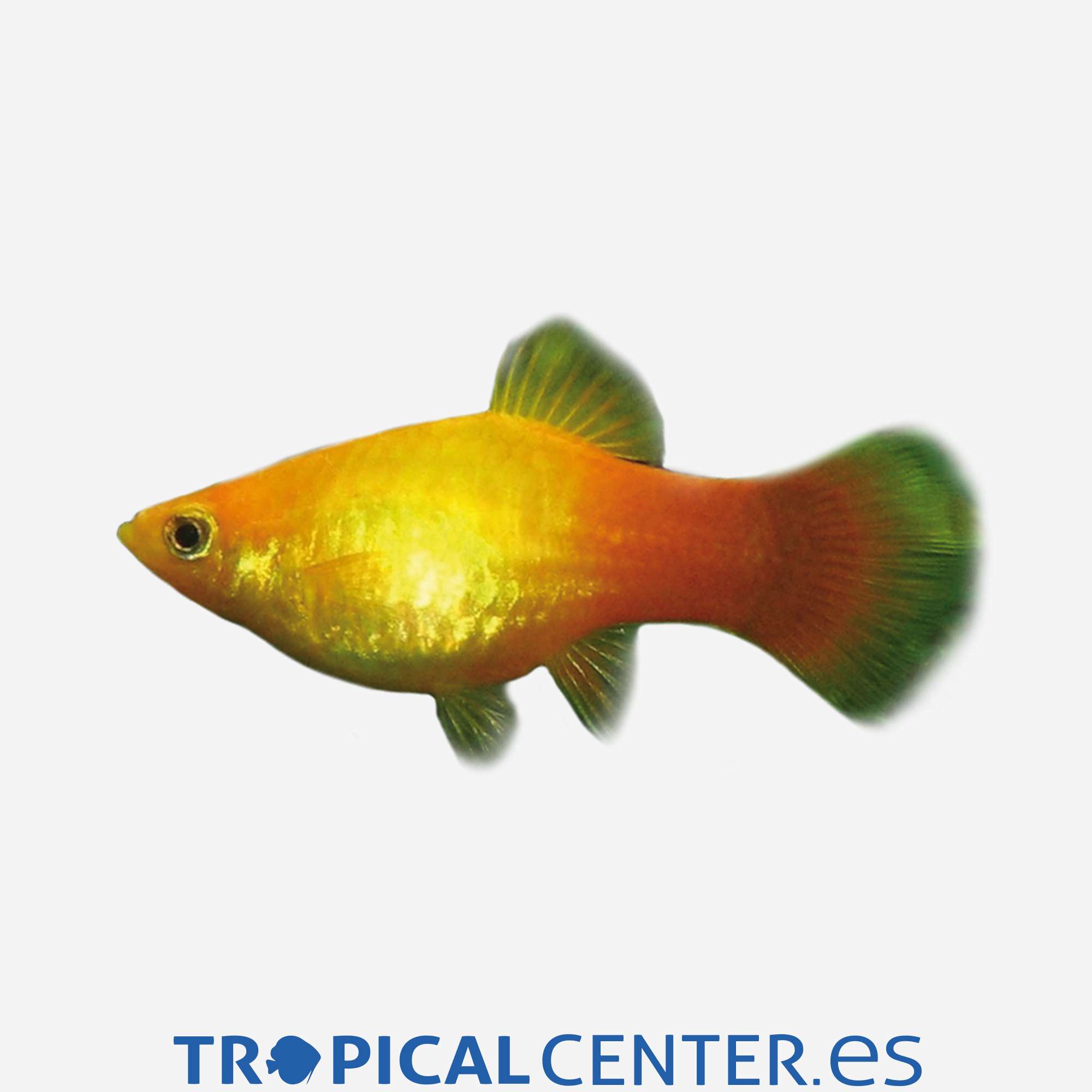 pl91-0-platy-variatus-amanecer_general_5243.jpg pl91-0-platy-variatus-amanecer_general_5243.jpg