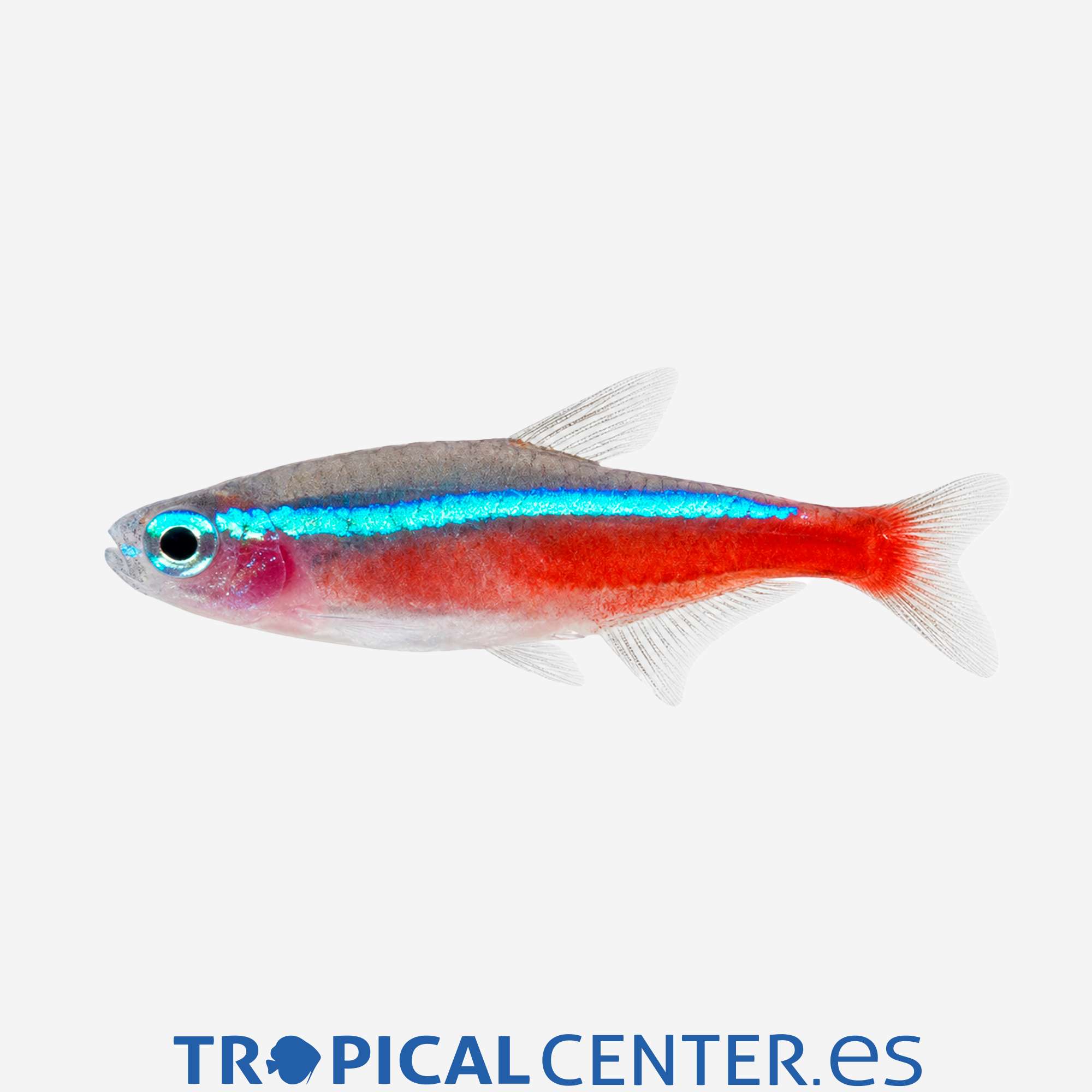 te04-1-cardenal_general_5897.jpg te04-1-cardenal_general_5897.jpg